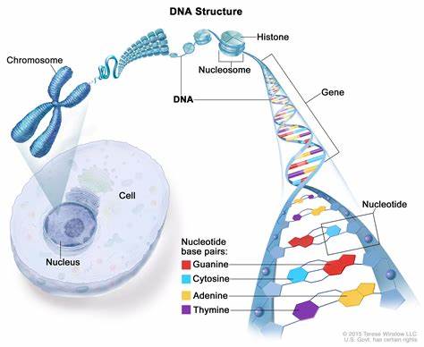 DNA, DEOXYRIBONUCLEIC ACID, NUCLEOTIDES
