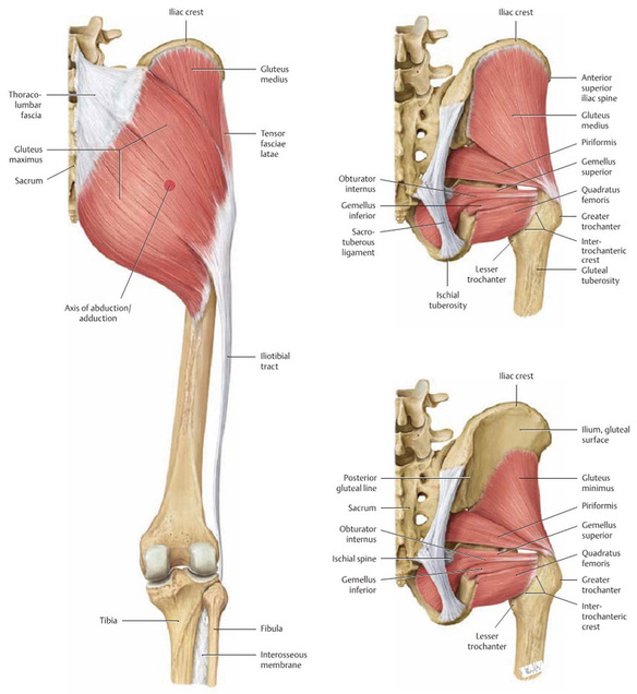 yoga anatomy diagram of hip muscles, external rotators