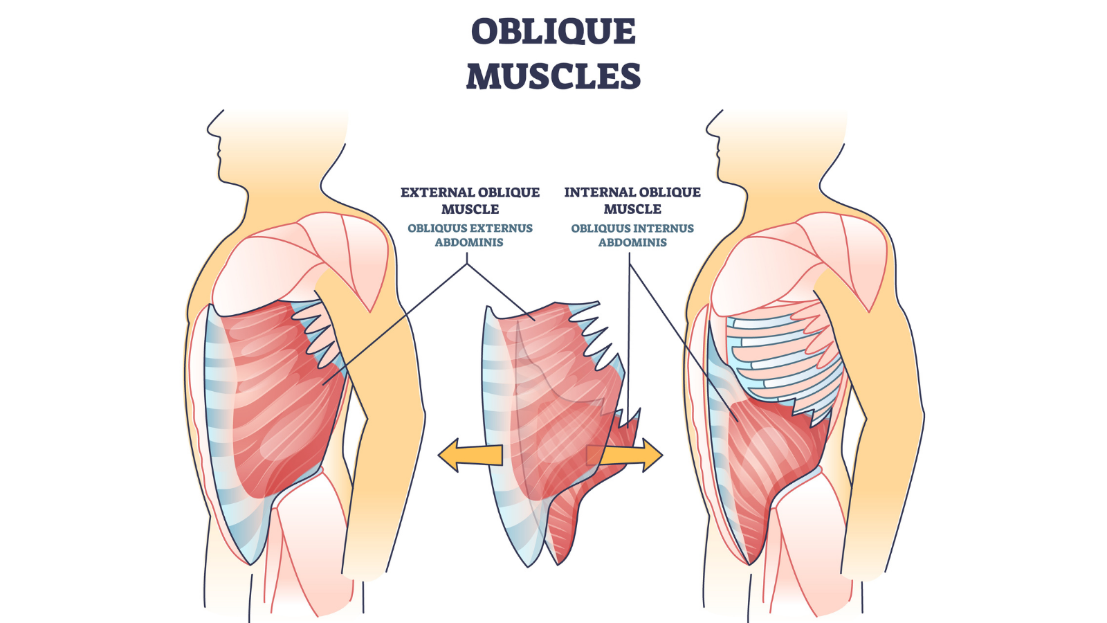 Oblique muscles and human inner skeletal and muscular system outline diagram.