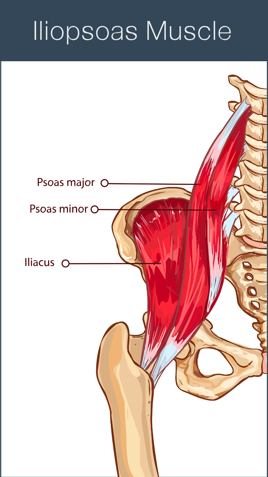 vector illustration of a iliopsoas muscle- one of the hip flexors