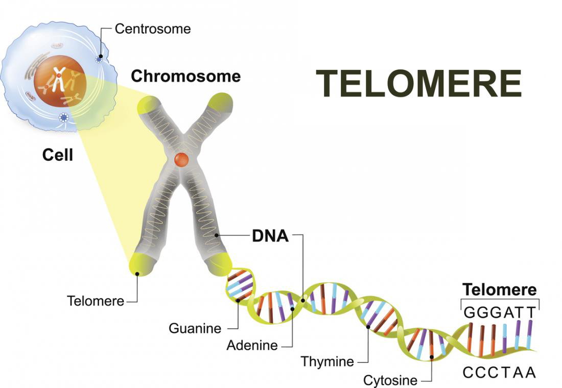 telemores, protecting chromosomes during cell division