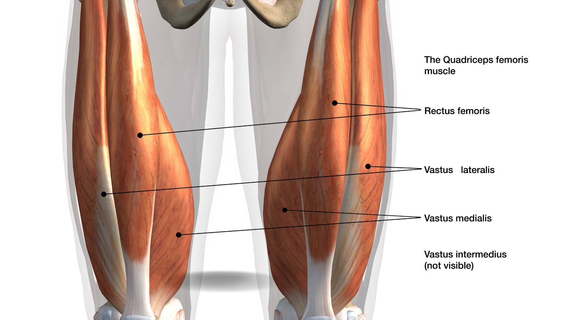 Illustration showing the Rectus Femoris muscle used in Boat Pose or Navasana.