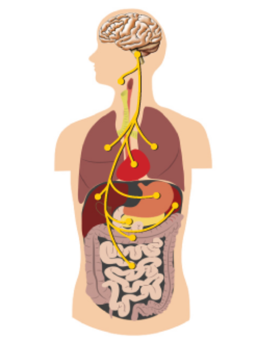Anatomy image showing the vagal nerve