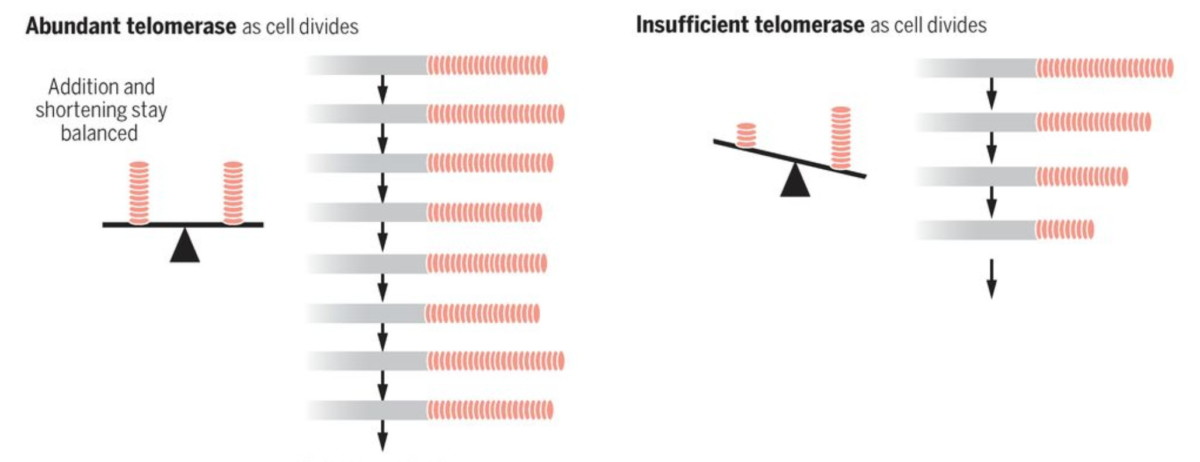 Telomerase, naturally produced telemerase best for Telemore health