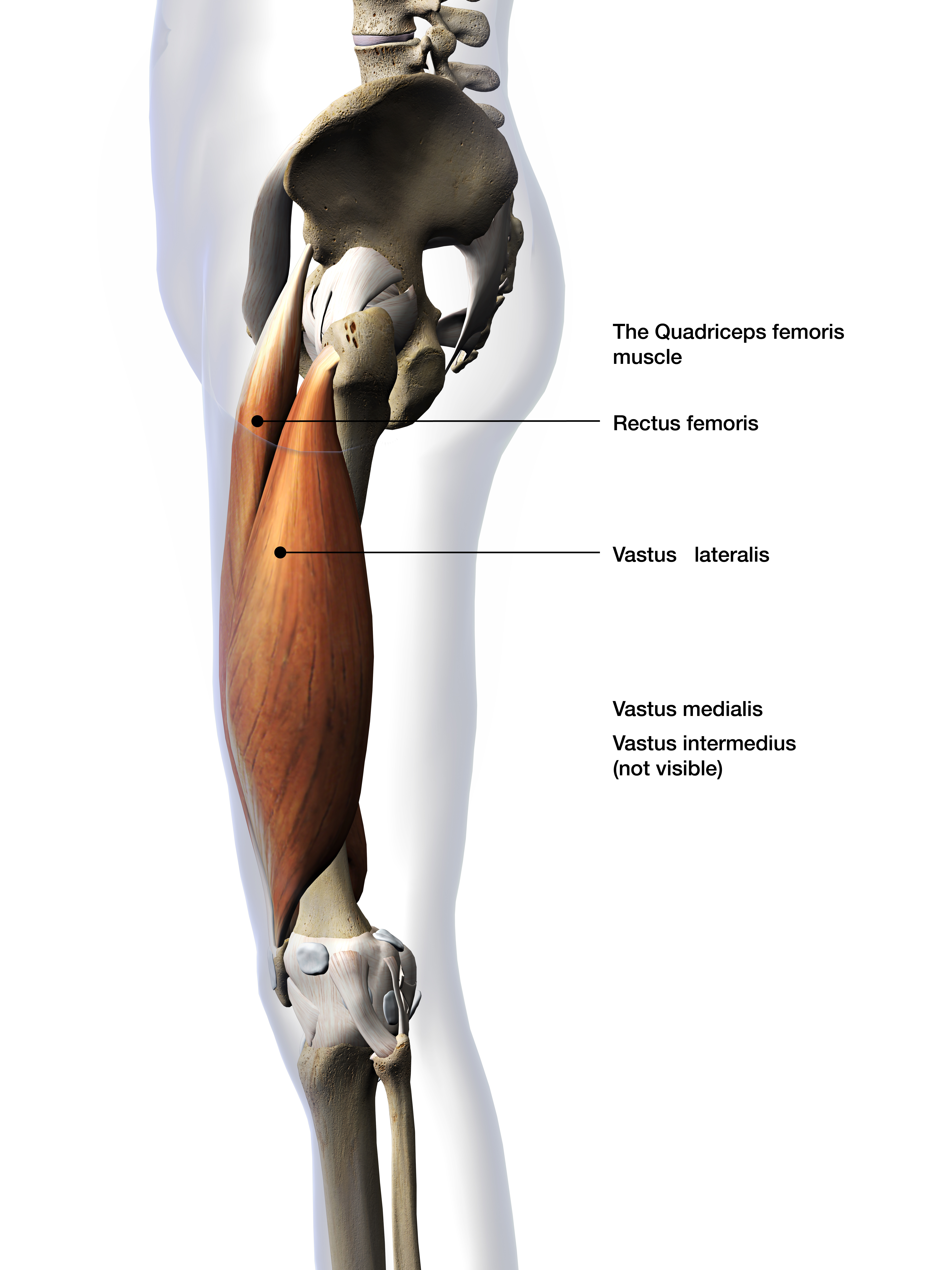 Anatomical view of the quadricep muscle group