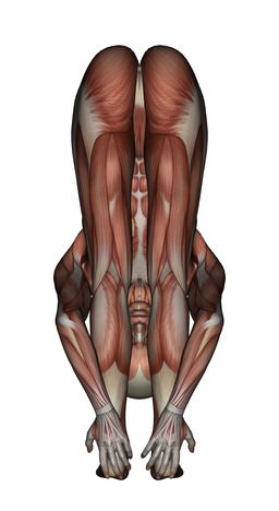 Yoga Anatomy-Uttanasana 