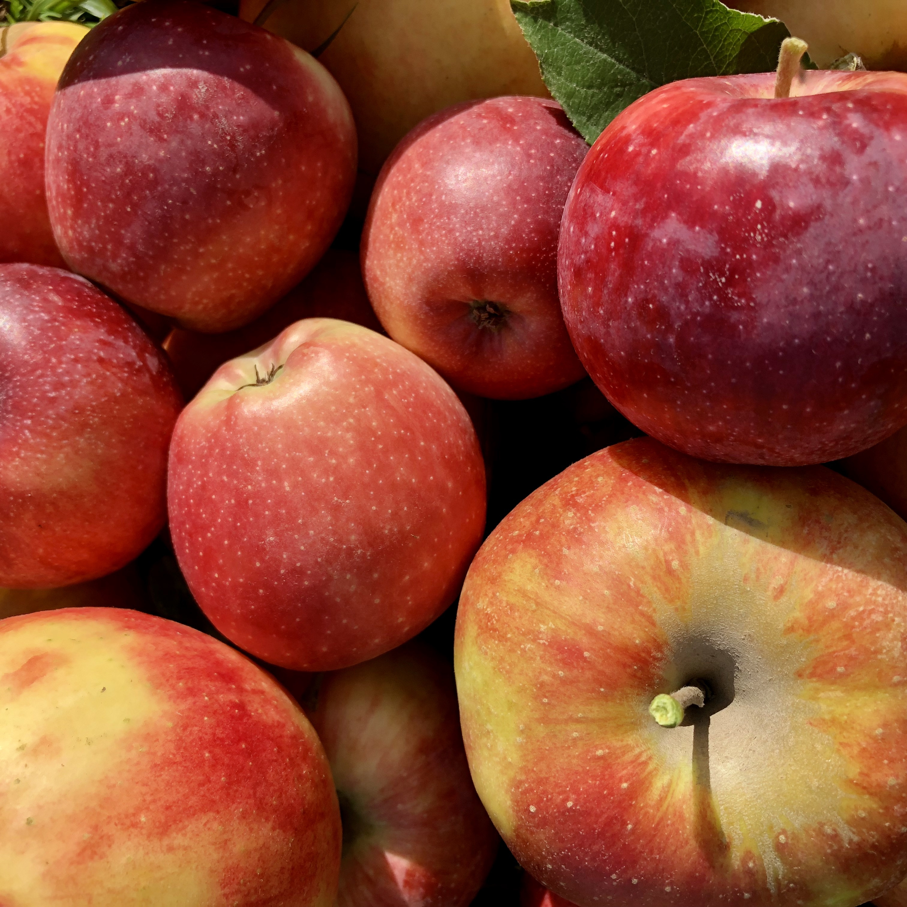 delicious apples, abundance, sun-kissed and juicy apples