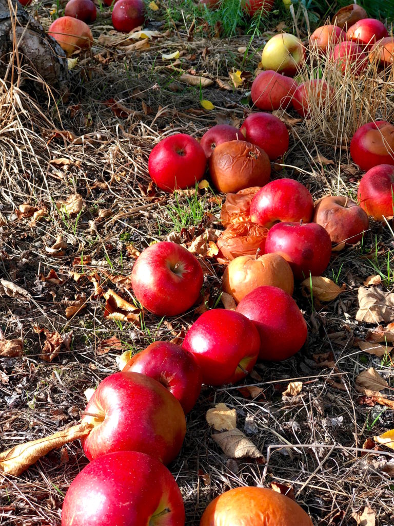 Rotting apples, life lessons, abundance and other observations ,yogic life