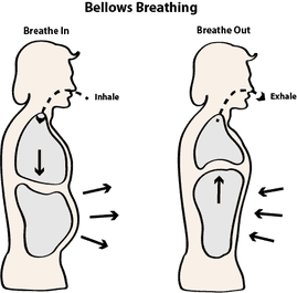 Bellow Breath, Bhastrika breath, breathing for improved digestion, improved circulation, Breathing for stress relief