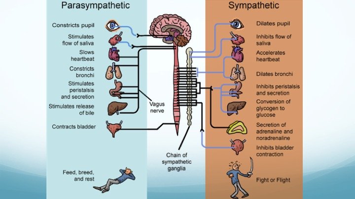 vagus nerve
