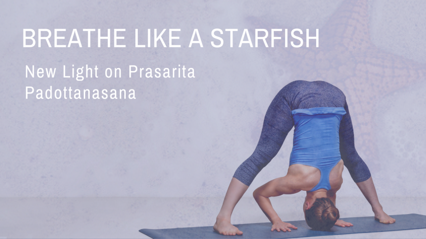 New Light on Prasarita Padottanasana woman wide legged, head down doing Prasarita Padottanasana