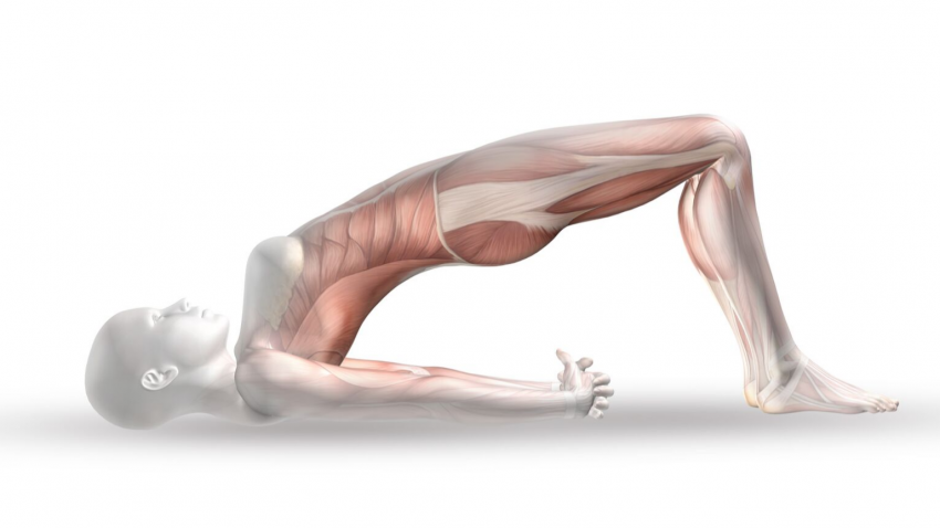 yoga anatomy picture of bridge pose