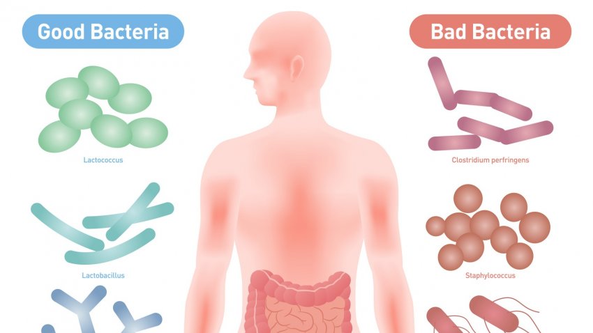 Gut Health - Dr. Mark Hyman