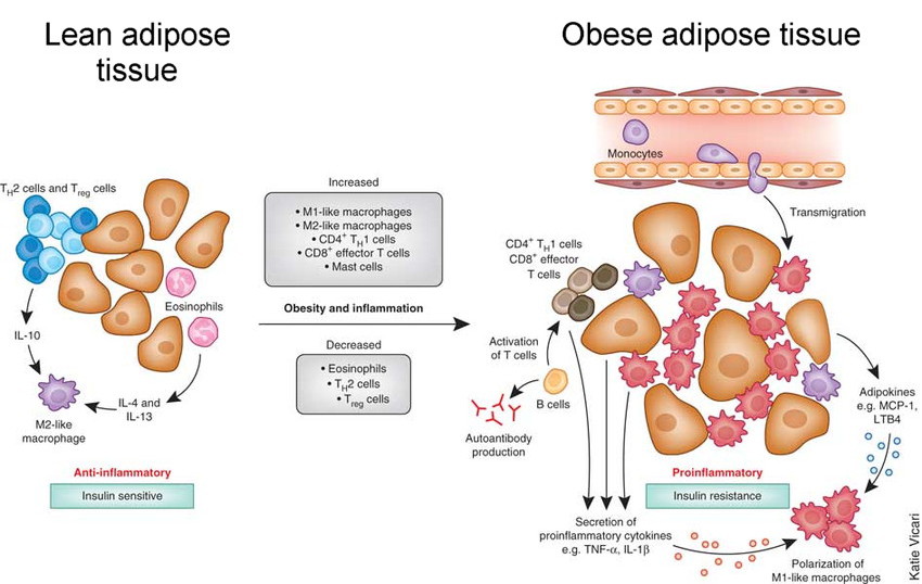 adipose tissue, the immune system, inflammation vs. anti inflammatory, pathogens and pathogen protection